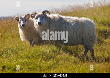 Mouton domestique (Ovis ammon F. aries), mère avec jeune animal, Islande, Kirkjubaejarklaustur Banque D'Images