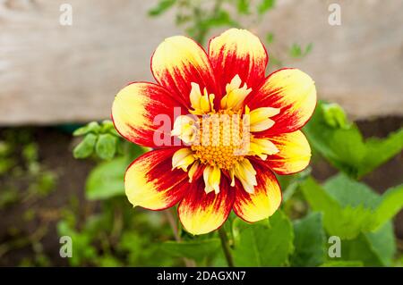 Gros plan de Dahlia Danum Torch une collerette dahlia qui Fleurs rouges et jaunes en été et en automne A. plante tubéreuse à feuilles caduques et à moitié dure Banque D'Images