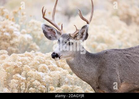 Buck de cerf mulet (Odocoileus hemionus) dans le parc national du Grand Canyon, en Arizona Banque D'Images