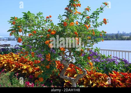 Lantana (Lantana camara) Avec un Coleus de couleur orange et un héliotrope violet Banque D'Images