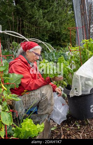 Issaquah, Washington, États-Unis. Femme moissonnant Basil génois. C'est l'un des basils les plus populaires pour l'usage culinaire, en particulier pour son utilisation dans le pesto Banque D'Images