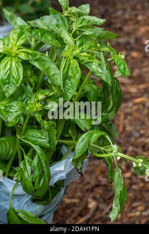 Issaquah, Washington, États-Unis. Sac de basilic Genovese fraîchement récolté. C'est l'un des basils les plus populaires pour l'usage culinaire, en particulier pour son usage Banque D'Images