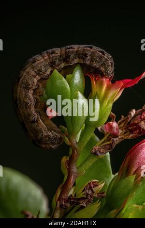 Chenille de l'espèce Spodoptera cosmioides mangeant la fleur de La plante Flaming Katy de l'espèce Kalanchoe Blossfeldiana Banque D'Images