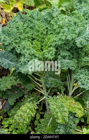 Issaquah, Washington, États-Unis. Plantes de Kale bleu nain à bordure courbé prêtes à la récolte. Banque D'Images