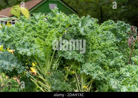 Issaquah, Washington, États-Unis. Plantes de Kale bleu nain à bordure courbé prêtes à la récolte. Banque D'Images