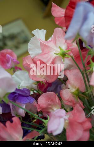 Fleurs de pois doux (Lathyrus odoratus) aux couleurs pastel : rose, blanc et bleu. Intérieur de la maison (chambre) en arrière-plan: Fleur clairement coupée Banque D'Images