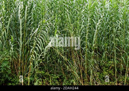 Vue sur les plantes de bambou vertes dans la nature Banque D'Images