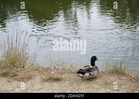 Un canard colvert mâle (Anas platyrhynchos) assis sur une rive de rivière ou sur la rive d'un lac. Bak ouvert, il semble être quacking Banque D'Images