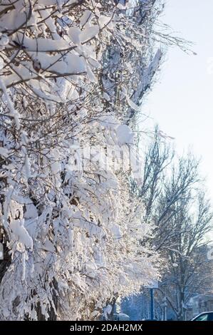 Paysage d'hiver - neige et glaçons sur les branches des arbres scintillent dans les rayons du soleil brillant Banque D'Images