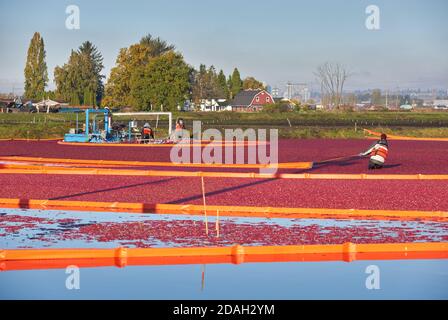 Richmond (Colombie-Britannique), Canada – le 26 octobre 2017. Récolte de canneberges. Canneberges récoltées sur une tourbière noyée. Richmond (Colombie-Britannique) Banque D'Images