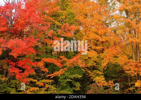 Trout Lake, Michigan, États-Unis. Les arbres éclatent dans une variété de couleurs tandis que l'automne descend sur la péninsule supérieure du Michigan. Banque D'Images