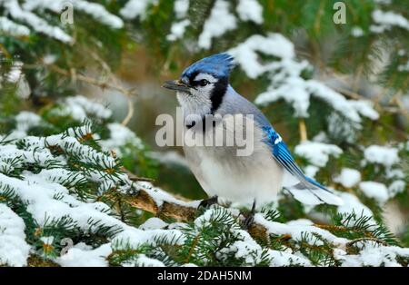 Un geai bleu de l'est, 'Cyanocitta cristata', perché sur une branche d'épinette enneigée dans les régions rurales du Canada de l'Alberta Banque D'Images