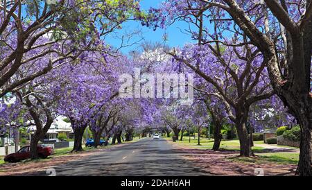 Jacaranda Avenue, avec des arbres de jacaranda, Jacaranda mimosifolia en fleur formant une canopée au-dessus de la route. Grafton, Nouvelle-Galles du Sud, Australie Banque D'Images