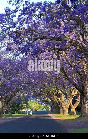 Jacaranda arbres, Jacaranda mimosifolia en fleur formant un couvert au-dessus de la route. Il y a deux personnes qui marchent le long de la route. Bacon Street, Grafton, Banque D'Images