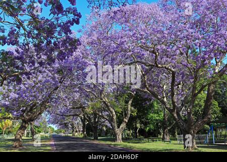 Jacaranda arbres, Jacaranda mimosifolia en fleur et formant un couvert au-dessus de la route. Bacon Street, Grafton, Nouvelle-Galles du Sud, Australie Banque D'Images