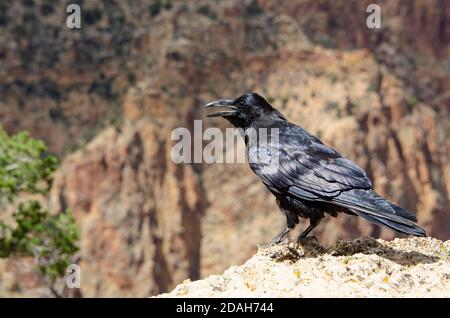 Corbeau commun (Corvus corax) Au bord du Grand Canyon Banque D'Images