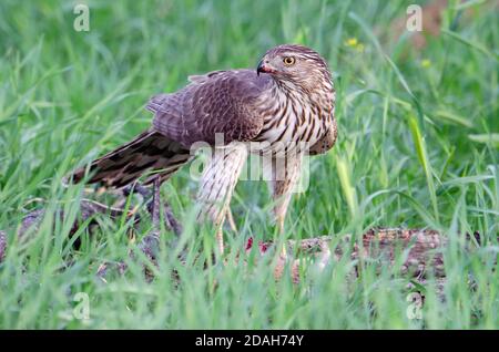 Cooper's Hawk (Accipiter cooperii) se nourrissant de l'écureuil Banque D'Images