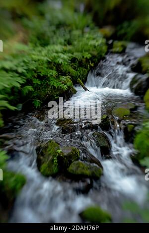 WA1803-00...WASHINGTON - Sege Creek vue de Whiskey Bend Road Dans la vallée de la rivière Elwha du parc national olympique photographié Avec un Lensbaby Banque D'Images