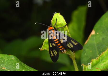 Un papillon repose sur une feuille verte Banque D'Images