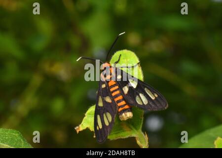 Photo en gros plan d'un papillon dans la nature Banque D'Images