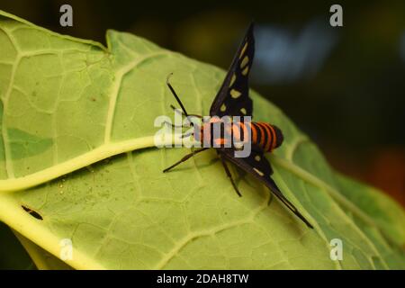 Photo en gros plan d'un papillon dans la nature Banque D'Images