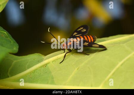 Photo en gros plan d'un papillon dans la nature Banque D'Images