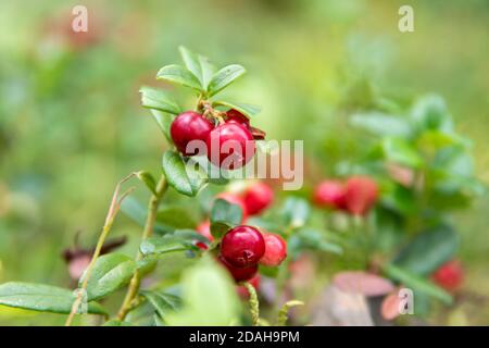 Gros plan de baies de canneberge rouge vif ou de baies de canneberge sur des arbustes aux feuilles vertes, foyer sélectif, bokeh naturel. Concept de cueillette de baies sauvages. Fond naturel avec baies rouges Banque D'Images