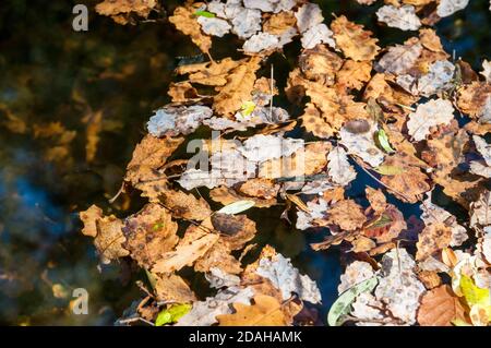 des feuilles sèches flottent sur une surface d'eau Banque D'Images