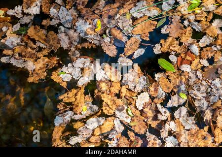 des feuilles sèches flottent sur une surface d'eau Banque D'Images