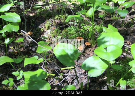 Champignons Lactarius rufus en forêt Banque D'Images
