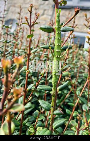 Insecte pickly Stick (Acanthoxyla geisovii), St Mary's, Isles of Scilly, Cornouailles, Angleterre, Royaume-Uni. Banque D'Images