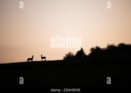 Couple de chevreuil et femme debout sur un horizon en été au coucher du soleil Banque D'Images