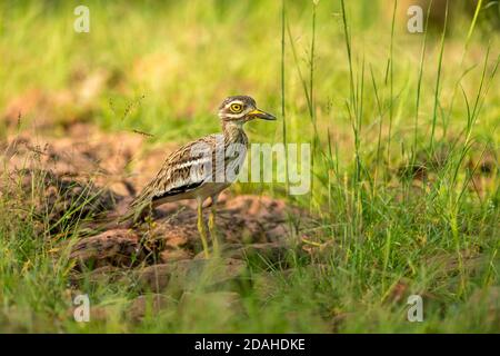 Curlew de pierre indienne ou portrait indien de genou épais dans la nature fond vert au parc national de ranthambore ou à la réserve de tigres sawai madhopur rajasthan Banque D'Images