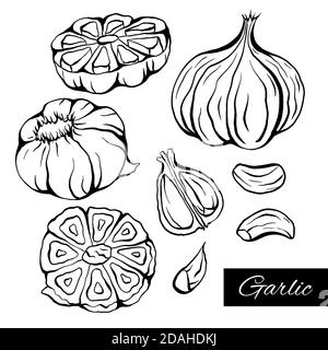 Ensemble d'illustrations de l'ail d'esquisse dans différents types. Produit antibactérien pour la santé. Assaisonnement utile pour la cuisson. Épices naturelles. Elément vectoriel pour m Illustration de Vecteur