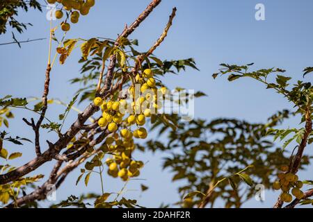 Gros plan des fruits de Malus transitoria à la Henderson Bird Viewing Preserve, Nevada Banque D'Images