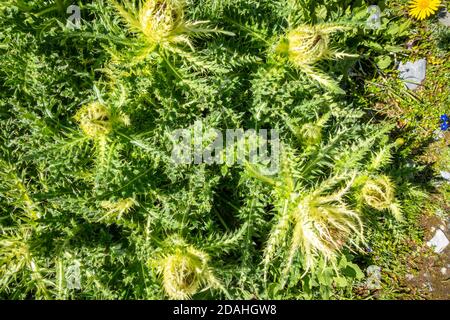 Holly alpine, Eryngium alpinum, dans le Parc national de la Vanoise, Savoie, France Banque D'Images