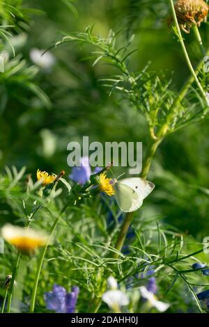un papillon sur un pissenlit dans un champ de fleurs Banque D'Images