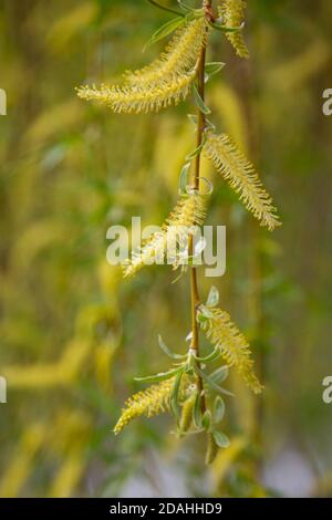 Saule par l'eau avec une réflexion. Saules fleuris au début du printemps. Les étamines jaunes et vous sur les branches. Banque D'Images