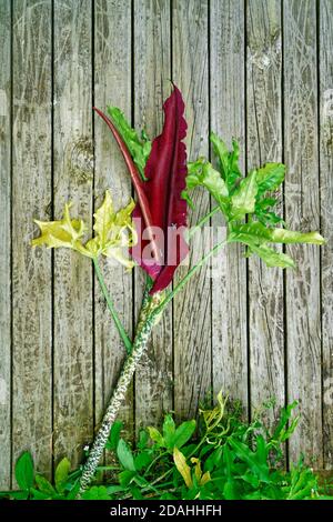 Drakunculus vulgaris est une espèce d'aroid du genre Drakunculus qui sent la viande pourrie. Banque D'Images