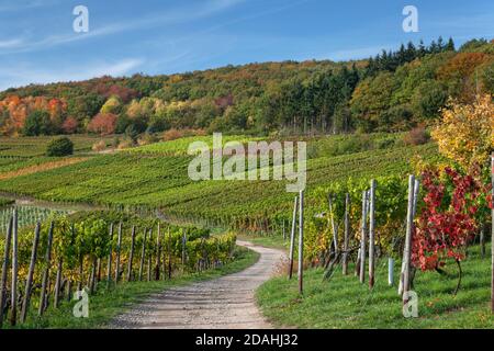 Géographie / Voyage, Allemagne, Rhénanie-Palatinat, Bad Neuenahr, Red Wine Trail in the Ahrtal (Ahr Val, Additional-Rights-Clearance-Info-not-available Banque D'Images