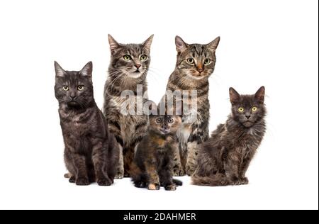 Groupe de chats de race croisée assis dans une rangée, isolés sur le blanc Banque D'Images