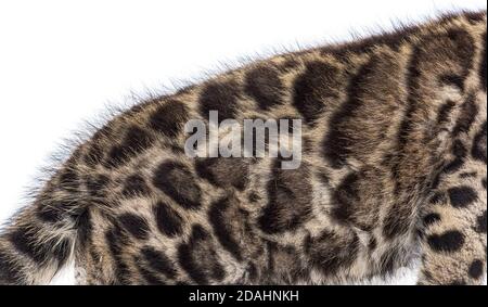 un cub léopard trouble, deux mois, Neofelis nebulosa, isolé sur du blanc Banque D'Images