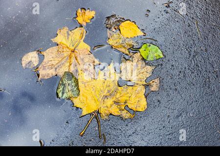 diverses feuilles jaunes tombées sur la chaussée asphaltée humide de la ville route après la pluie d'automne Banque D'Images