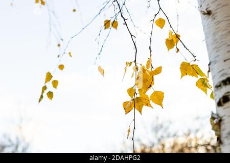 fond naturel - brindilles de bouleau avec feuilles jaunes dans le parc de la ville le jour de l'automne couvert (mise au point sur les feuilles au premier plan) Banque D'Images