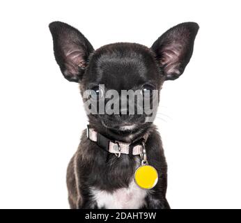 Gros plan d'un Chihuahua noir portant un collier Banque D'Images