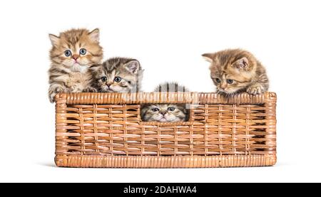 British Shorthair et les cheveux longs dans un panier en osier Banque D'Images