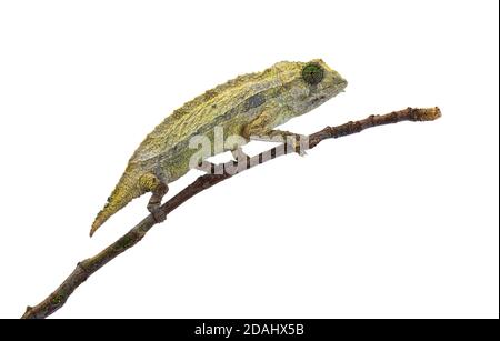 Vue latérale d'un chameleon à feuilles bardées sur une branche, isolé Banque D'Images