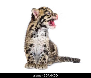 un cub léopard trouble, deux mois, Neofelis nebulosa, isolé sur du blanc Banque D'Images