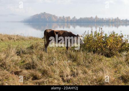 La vache marche le long de la rive du Big Lake sur le fond d'une île d'eau dans le brouillard un matin d'automne. Banque D'Images