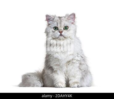 Gris British Longhair assis, fond blanc Banque D'Images